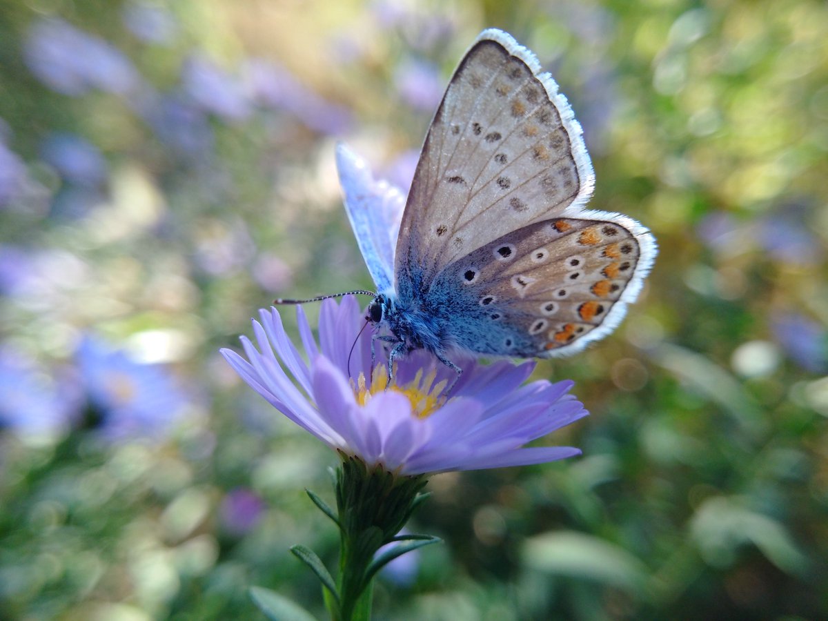 The #Aster bush in the #garden bursting with beautiful #autumn visitors, Lang's Short-tailed Blue and Common Blue. #insect #butterfly #nature #wildlife #ActionForInsects #lycaenidae