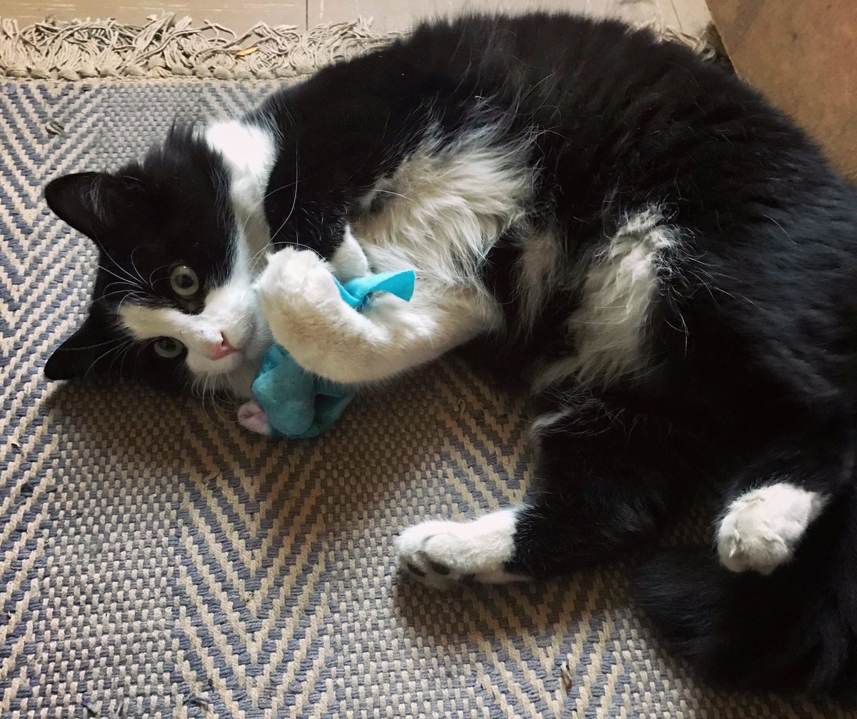 MidgleyClare's tweet image. Nip knots arrived very quickly, thank you. Here&apos;s FB shortly after the first frenzy #NipHead