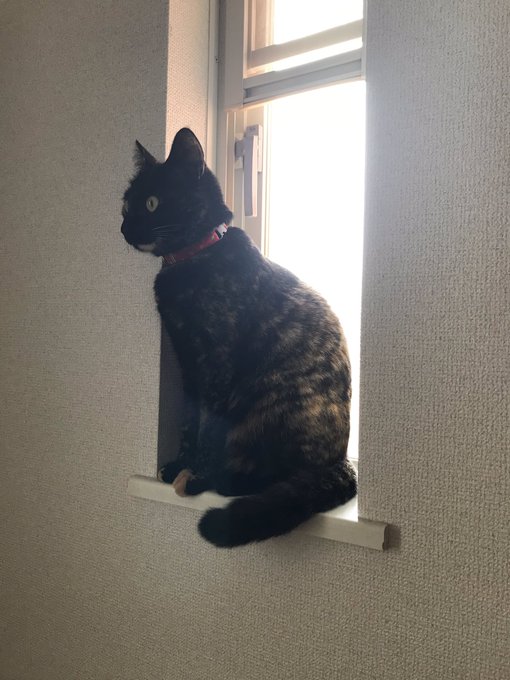 サビ猫のtwitterイラスト検索結果