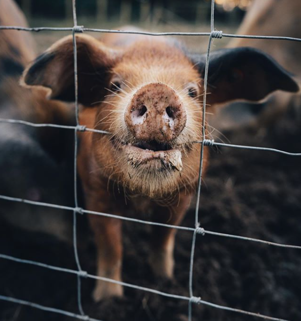 FarmersGuardian's tweet photo. One happy pig on a happy Friday! 🐽
#FridayFeeling #ItsAPigsLife #Piglets #HappyPig
📷 nathrii_ https://t.co/iAl3LnQbCh