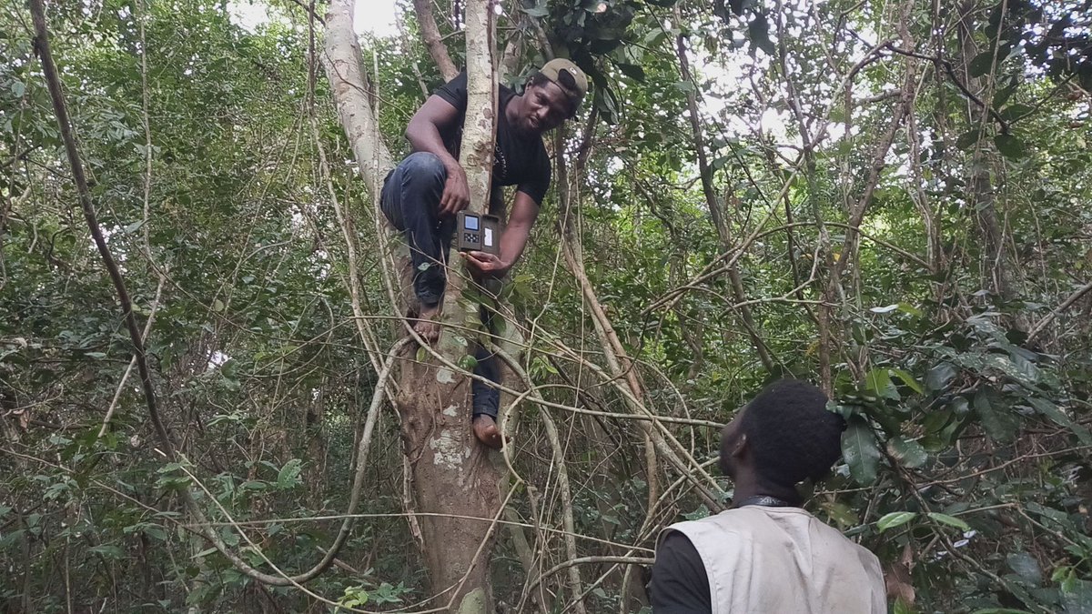 alfred_oga's tweet photo. Wildlife monitoring with camera traps in Gnanhouizounme forest, Benin.
Deployment of camera-traps in 2 forest island ( Zindji and Kassiagbonou )
#ODDB_ONG
#Camera_Traps
#Wildlife https://t.co/IXOO23SQNx