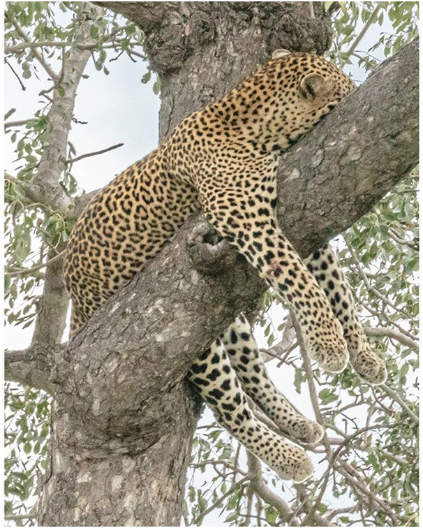 Who am I ?

Identify the animal leopard or cheetah! Comment 👇

#wildlifephotography #photographer #wildlifeonearth #pawstrails #natgeoyourshot #natgeo #wildlife #wild #wildlifeconservation #tanzania #wildlifephotographer #wildlife #tanzaniasafari #tanzania #africanwildlife