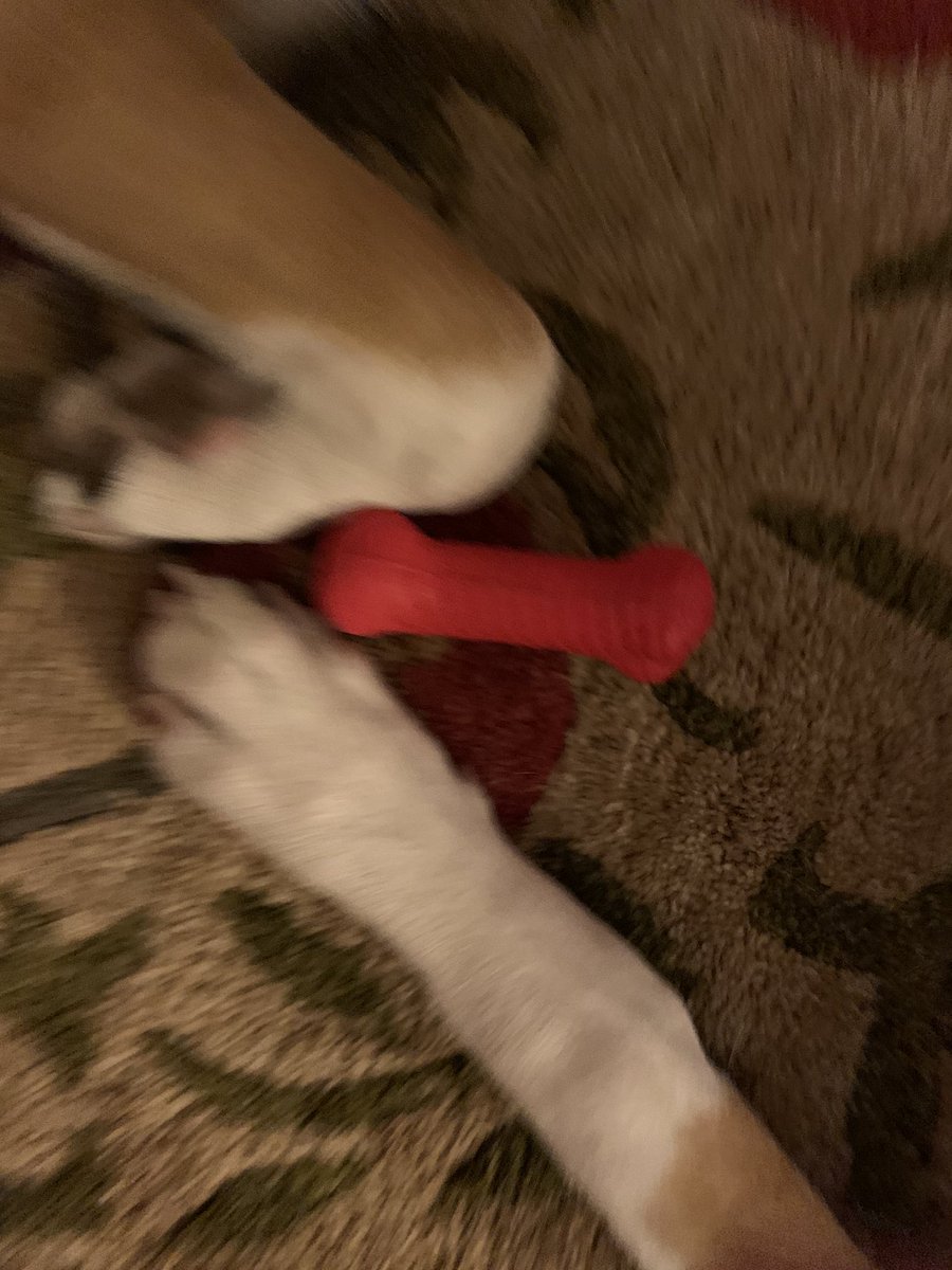 😂 Tug of war with this tiny toy bone. Yea, it is still going on 🙃
