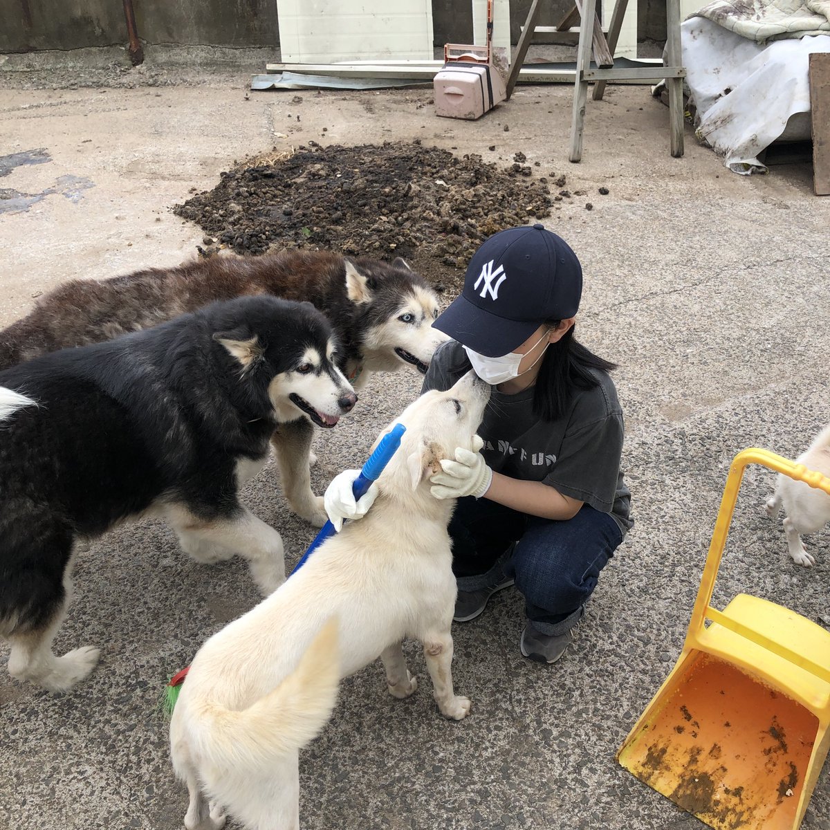 akaaachi's tweet photo. 世界から主人がいないワンコ達がなくなりますよーに https://t.co/wB7WCgx9Rw