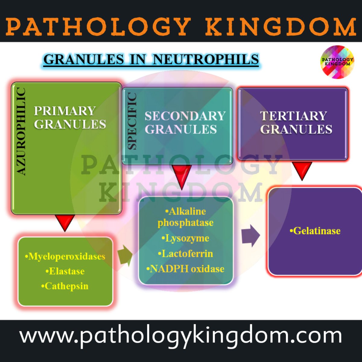 patho_kingdom's tweet photo. #whitebloodcells #agranulocytes #granulocytes #lymphocytes #monocytes #neutrophils #eosinophils #basophils #wbcs #pathologykingdom #pathology #understandingthedisease #basics #haematology #blood #pathologyislife #PathTwitter #FridayThoughts https://t.co/0LAvXb5fz6