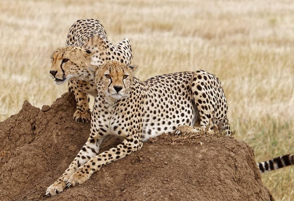 Fact Friday: Cheetahs are the only big cats that can’t roar.

#cheetah #WildebeestMigration #Serengeti #masaimarasafari #magicalkenya🇰🇪 #tanzaniaunforgettable🇹🇿 #wildlifephotography
#holidayseason #natgeo #safarilodge instagr.am/p/CFQ_-f6gnEn/