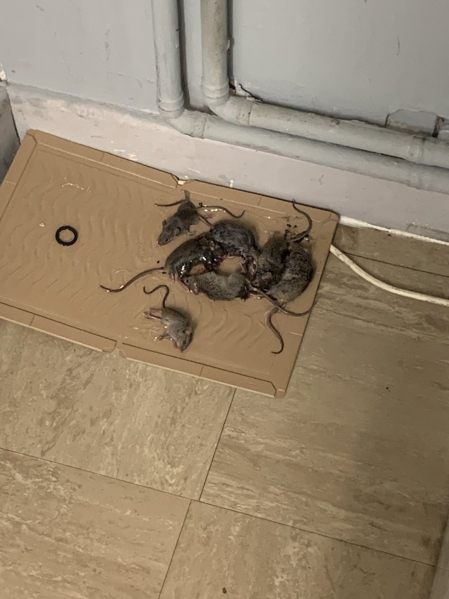 Just one glue trap. Just one evening. <a href="/BarnetCouncil/">Barnet Council</a> <a href="/BarnetHomes/">Barnet Homes</a> <a href="/Westhendonnw9/">Association of Marsh Drive Residents</a> <a href="/OurWestHendon/">Our West Hendon</a> <a href="/HendonLabour/">Hendon Labour</a> <a href="/Offord4Hendon/">Matthew Offord</a> is waiting a week STILL ok???? 7 &amp; counting.... 🤮🤢 no wonder me &amp; my kids are unwell 😒😢😔