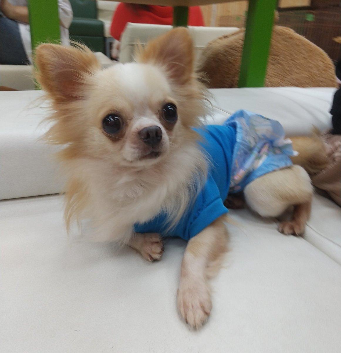 保護犬パーク長居店 屋内ドッグラン トリミングサロン ラブファイブ 保護犬カフェ系列 A Twitter イケワンなグンちゃん 女の人が大好きなようです 少し怖がりさんなので優しく声をかけてあげてください グン 6才 保護犬パーク 保護犬 ロングコートチワワ