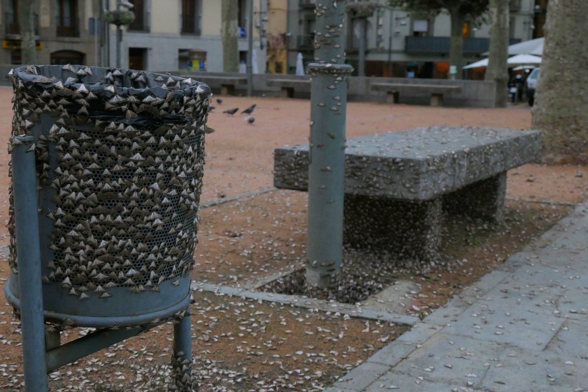 Antonina Coromina tweet media