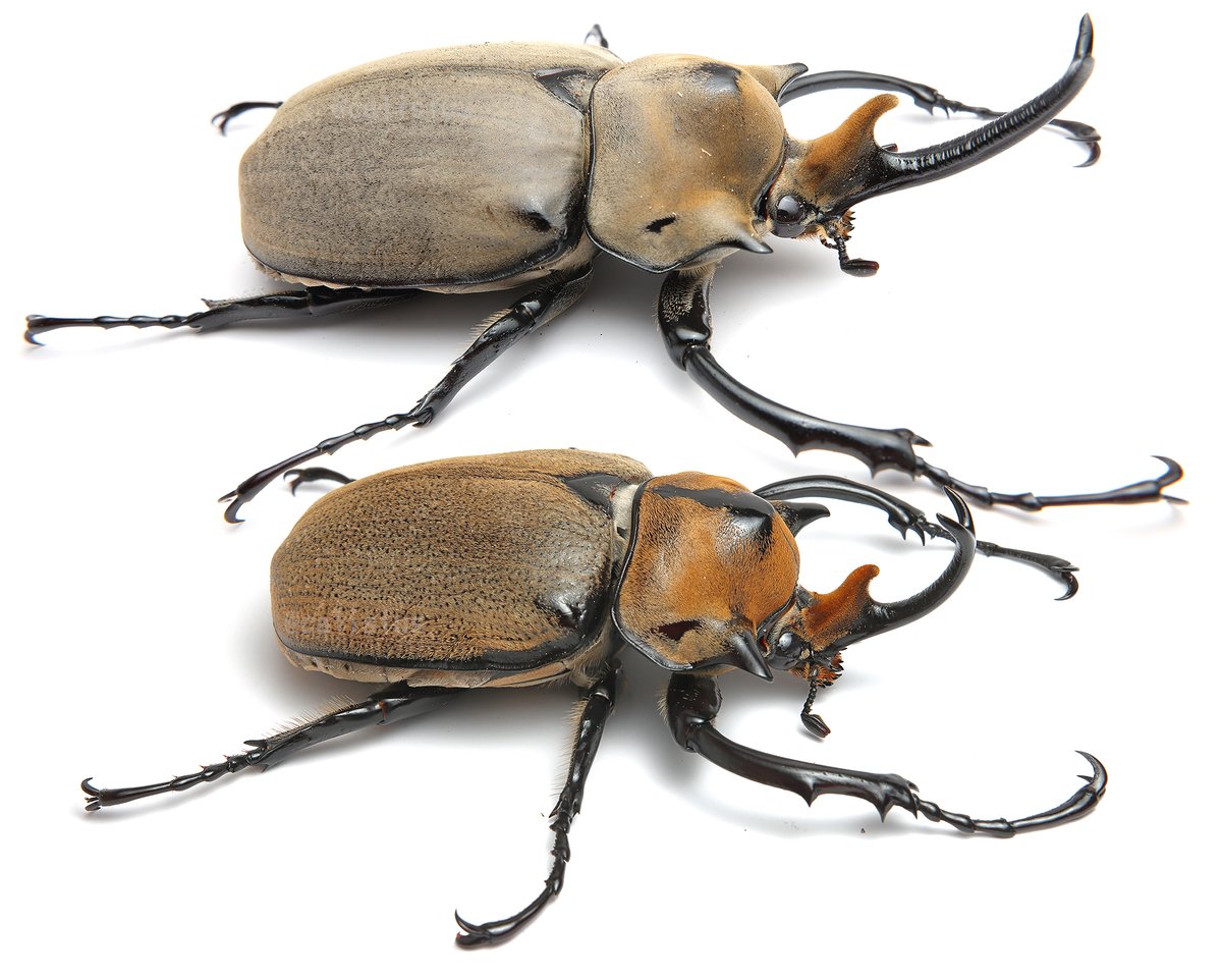 エレファスゾウカブトさん（上）とノゲイラゾウカブトさん。ノゲイラ