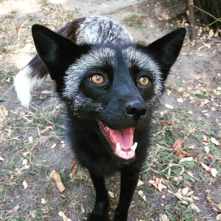 Last night Polish MPs approved the bill to ban #fur farming - next step is the Senate! 😍😍😍

Poland is the third largest producer of fur in the world! This ban will save 5 million animals every year from abuse on a fur farm. Stay tuned!