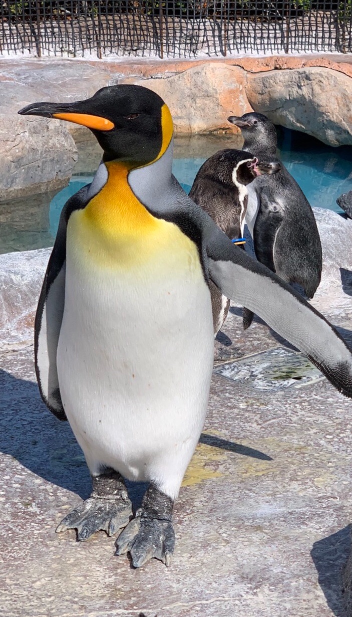 東武動物公園 公式 リュウくん 9月15日にキングペンギンのアラシ 23才 が 死んでしまいました 死因については 現在調査中です 存在感あふれる姿で 多くの来園者に親しまれていました あの凛々しい姿が見られないと思うと とても残念です