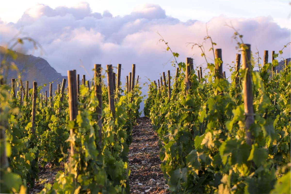 Da oggi fino a domenica 20 settembre: c'è IT.A.CA Palermo prima edizione 👉 qui il programma bit.ly/33CPAgx tanti eventi in sicurezza per conoscere la città con occhi diversi 😍 <a href="/PalmaNana/">Palma Nana</a> <a href="/AddiopizzoTour/">Addiopizzo Travel</a> <a href="/LiberaTerra/">Libera Terra</a>  #festivalitaca #Turismoresponsabile