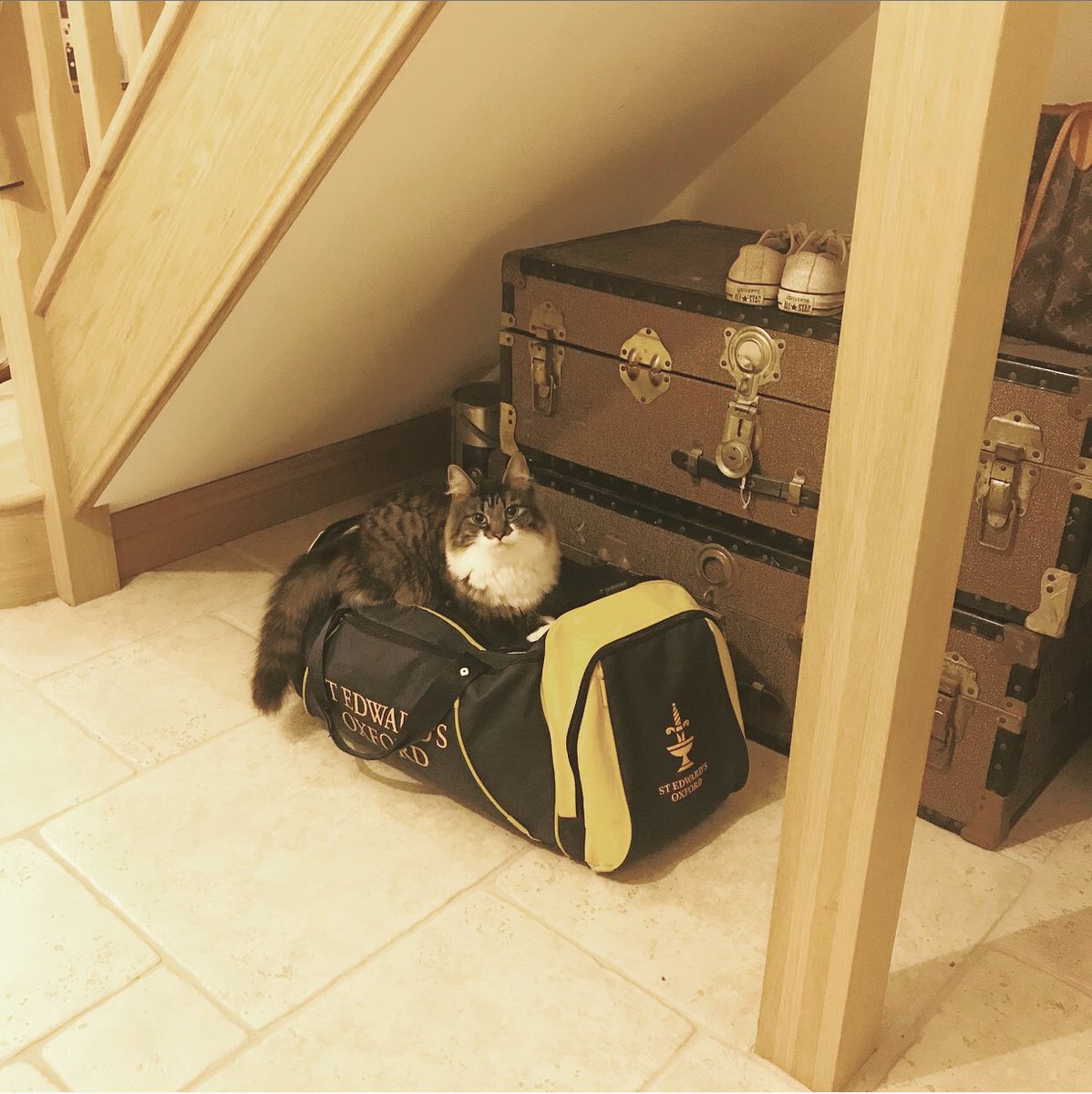 Jen___Walker's tweet image. A negative test means returning to school. Someone doesn’t want him to go! #backtoschool #negativetest #healthycough #catsofinstagram #besties #teddies #stedwards #stedwardsoxford #TeddiesOxford