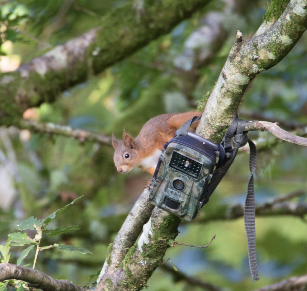 Red Squirrel 🐿 Caught on camera #argyll #redsquirrel #wildlifephotography #rewilding #wildlifecamera #nature