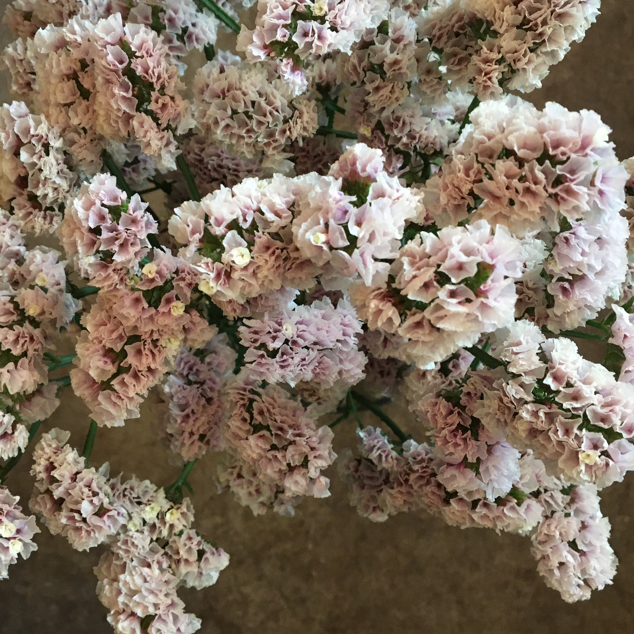 D Ici Peu 毎日ひと花 スターチス ソロモン