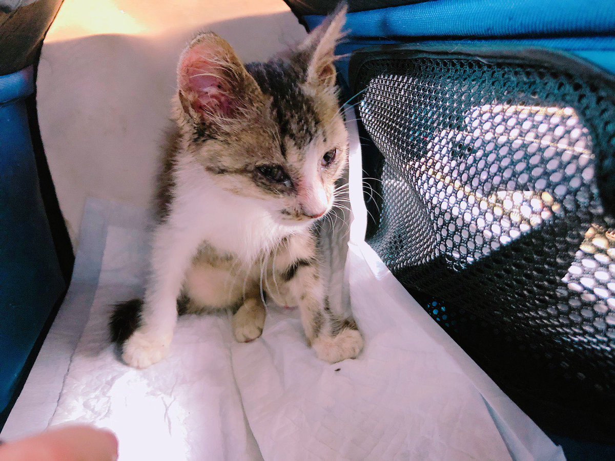 吉田c まさかの新顔仔猫を保護しました 捨て猫野良猫の多い地域だからなぁ お婆ちゃんが断固として反対してるので 里親さんを探します まだ鼻水と目やにでぶちゃいくですが 風邪治して何度かお風呂に入れたら美人さんになる予感 男の子です 吉田c まさかの新顔仔猫を保護しました 捨て猫野良猫の多い地域だからなぁ お婆ちゃんが断固として反対してるので 里親さんを探します まだ鼻水と目やにでぶちゃいくですが 風邪治して何度かお風呂に入れたら美人さんになる予感 男の子です