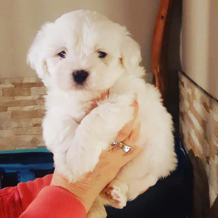 Tämä söpö ihanuus muuttaa meille kolmen viikon päästä, varautukaa koiranpentukuviin jatkossa😍 #cotondetulear
