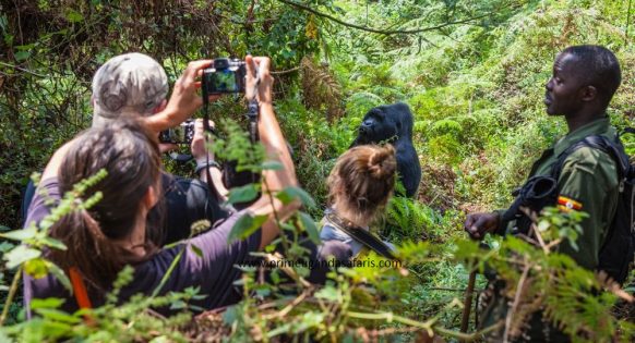 Gorilla trekking is one of the famous #ugandasafari activities. This #gorillatrekking activity gives you a one on one encounter with, #mountaingorillas in their natural habitat.
👉This activity takes place throughout the year
https://t.co/Edgj41XRw3 https://t.co/dMxR3DEysr