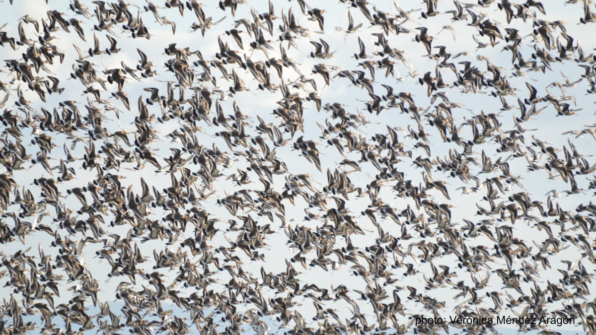 Example:Flocks of 80,000 black-tailed godwits (NEAR THREATENED SPECIES), coming from Iceland, the Netherlands and other northern European countries, use the Tagus to feed and rest during their annual migrations. #waders  #shorebirds  #ornithology  #conservation [5/12]