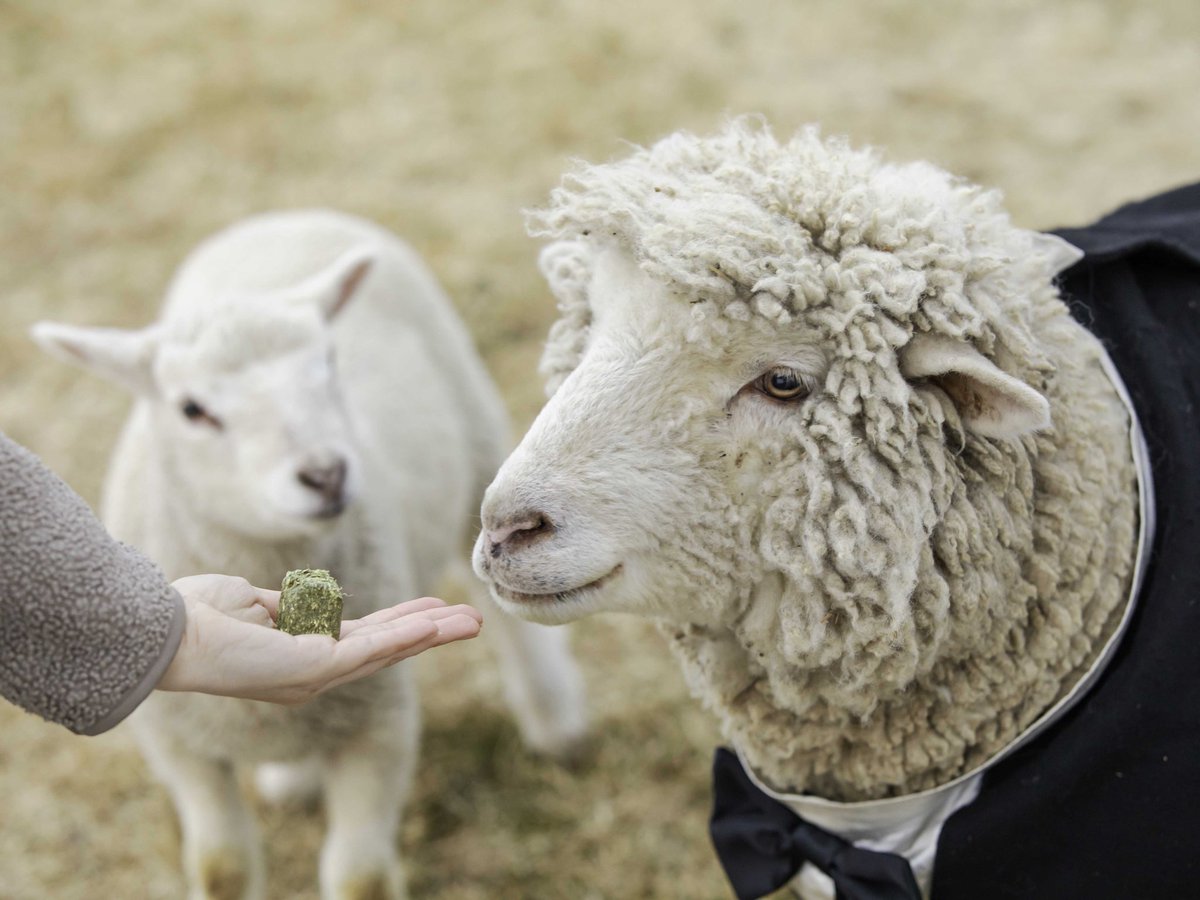 【仮装した動物と楽しむファームハロウィンパーティーを開催！】
ファームエリアで、羊や山羊と仮装をして楽しむハロウィンイベントを10月に開催します。今年は新たに羊たちが大好きな「牧草キューブ」 を求めてファームエリアを練り歩く「羊のトリックオアトリート」に注目！✨
#星野リゾート #トマム