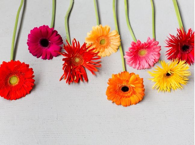 These eye-catching Gerberas are ready to add some colour and perfection into different bouquets and arrangements!
#mooiwatbloemendoen