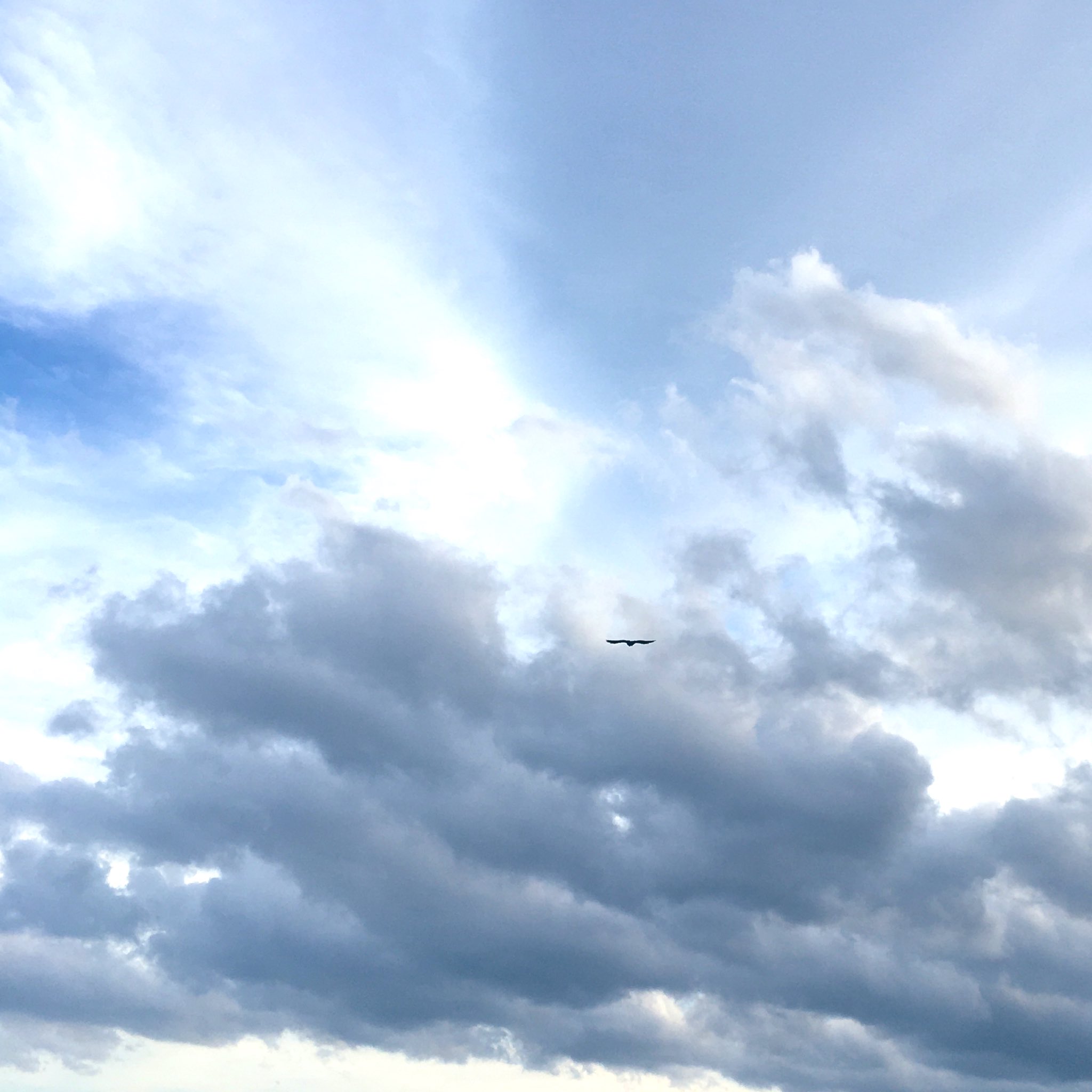 くるりくら 美しい空 鳥が飛んでいく T Co Mzpxx0rjef Twitter