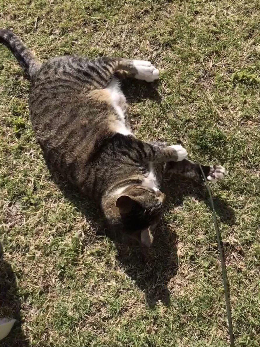 Armour Tyre Sealant tweet media