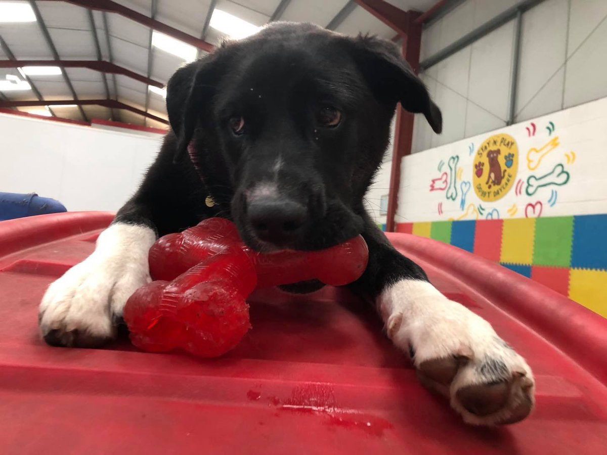 Staynplay tweet media