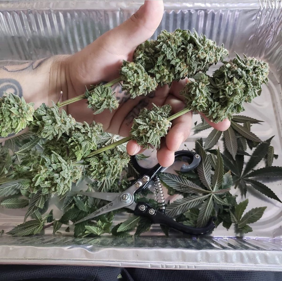 ig: @ andyappleseeds 🍃✨