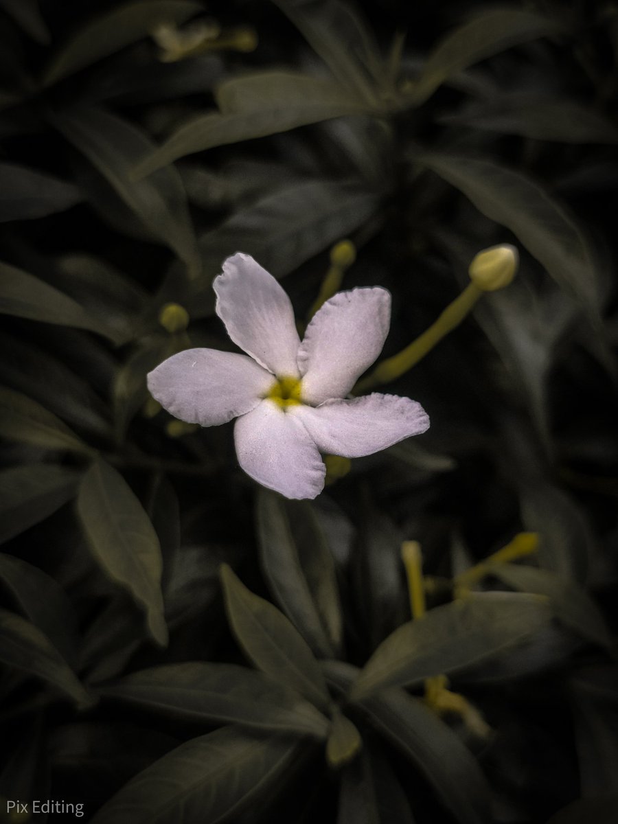 pixediting's tweet photo. Edit your photos on the go 😊
Best nature image editing channel👉  https://t.co/KW5KpQUeqN
.
#pixeditings #flower #nature #Flowers  #editing #lightroom https://t.co/cEPaKl9YZT