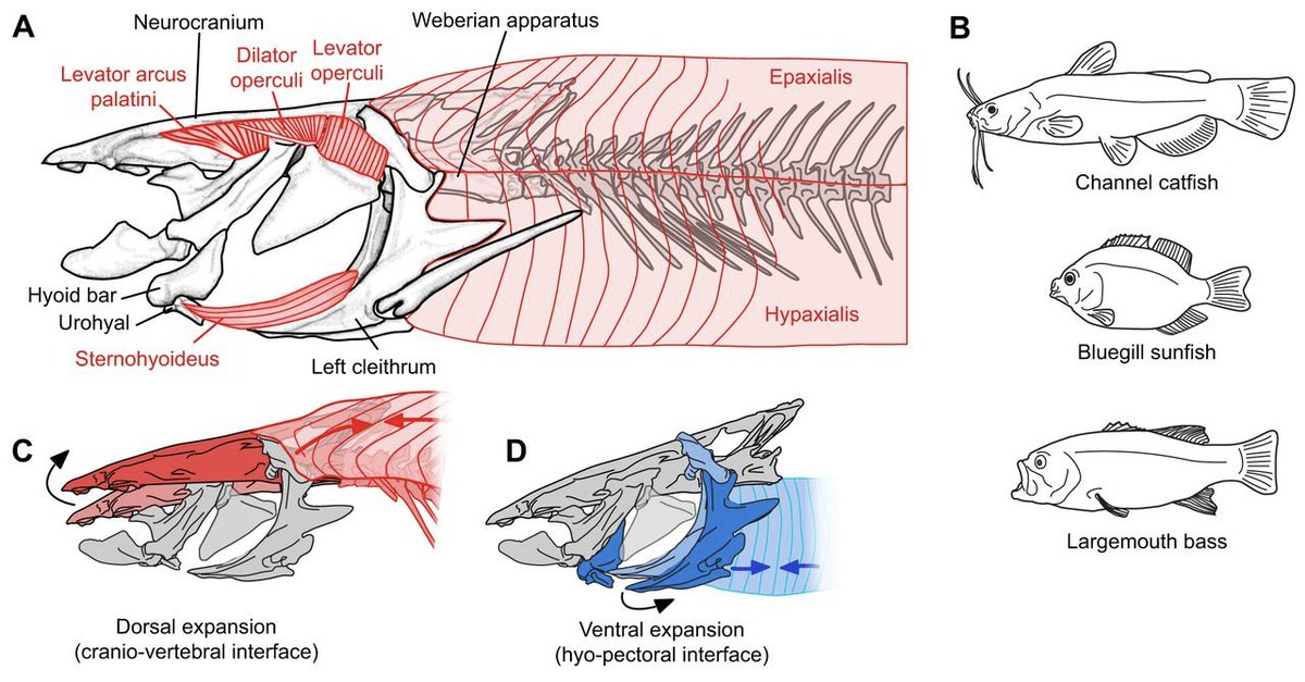CampAriel's tweet photo. https://t.co/DoDm8gn57d

New paper out about Catfish suction feeding using #xromm! With @aarolsen @LPHernandezGW @elbrainerd https://t.co/BiTJpIywRT