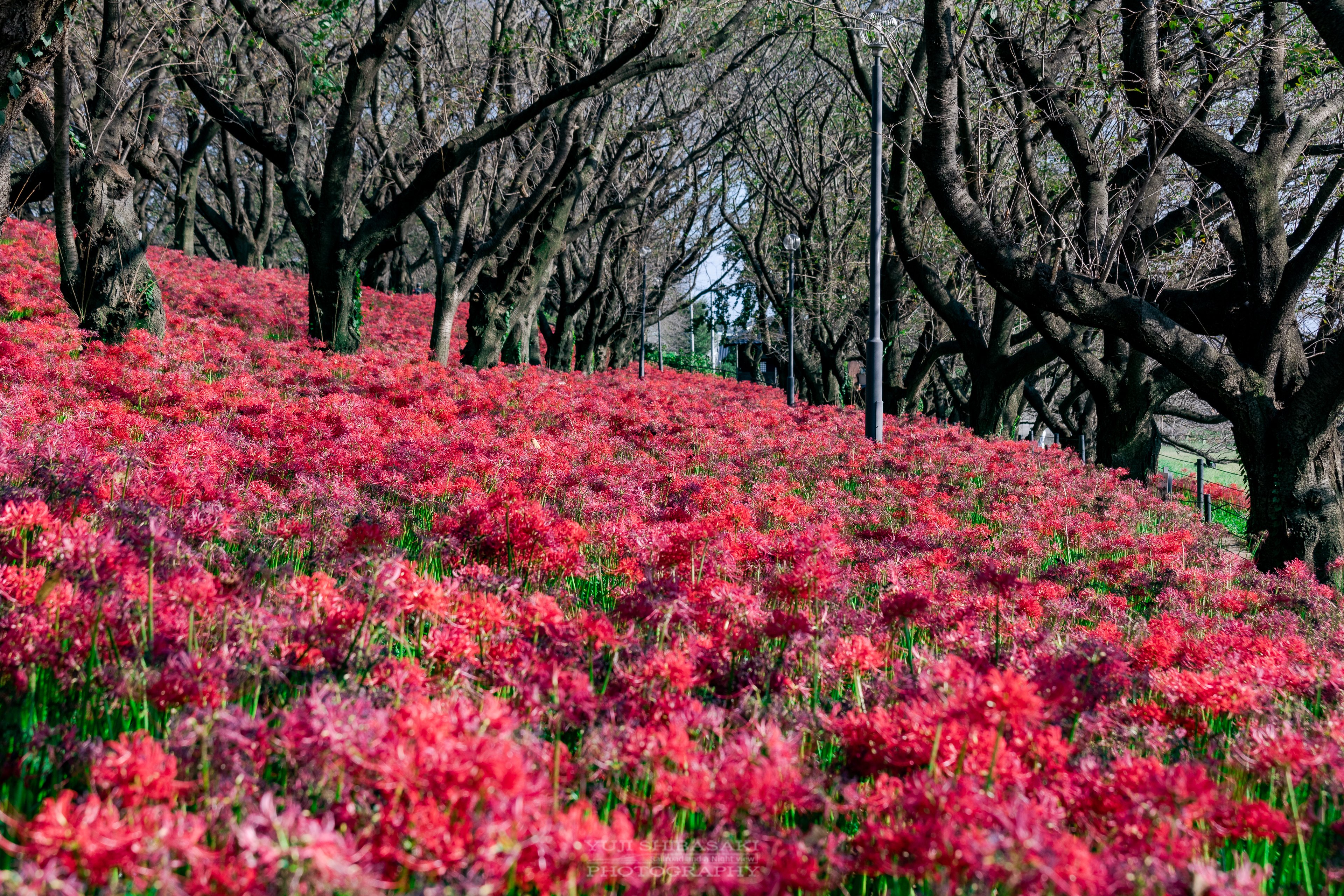 Yuji Shibasaki Photo 埼玉県幸手市の権現堂 曼珠沙華まつりは先ほど中止が決まりました これで埼玉三大 彼岸花と呼ばれる 巾着田 寺坂棚田 権現堂の全てが中止に 過去写真を載せておきます 今年は本当に残念です 権現堂 彼岸花 T Co