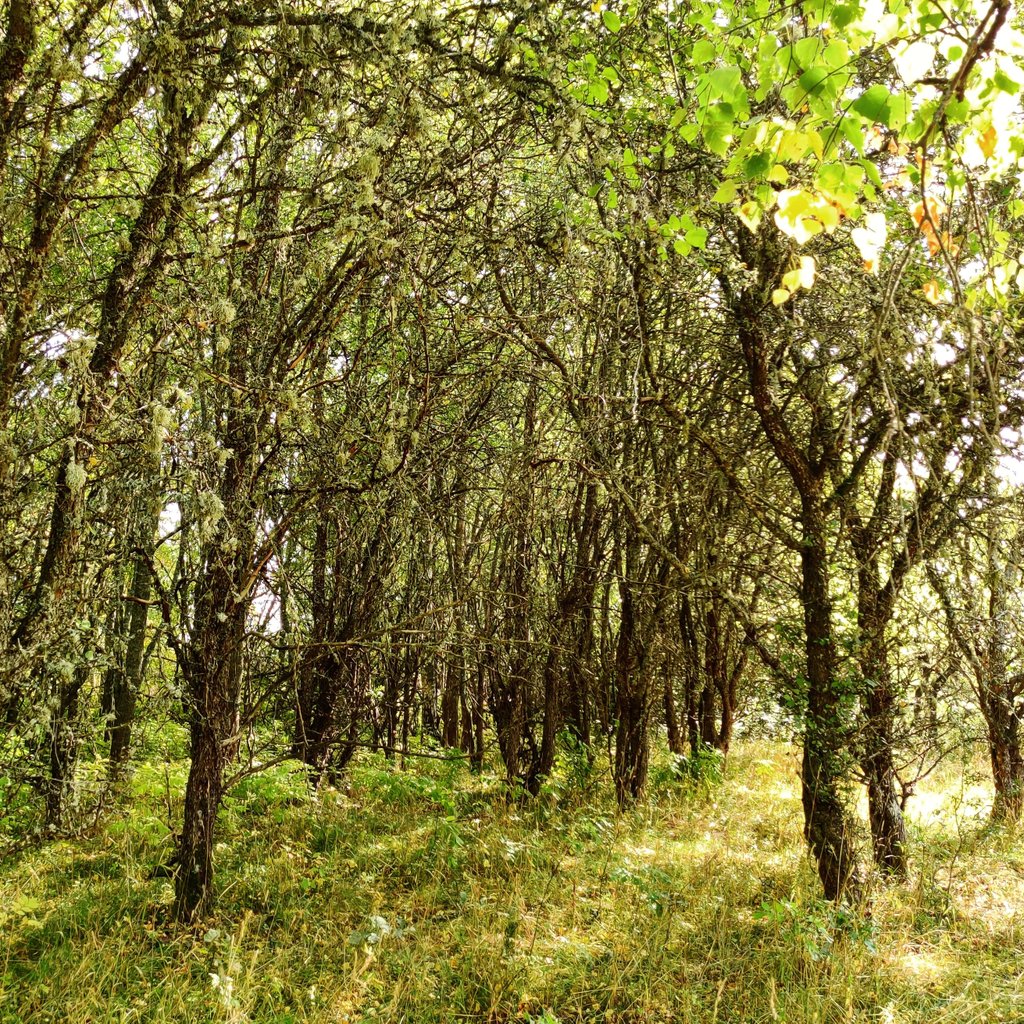 Apple foraging season has now begun.
These are all Malus trees if you were wondering (I hope you were).