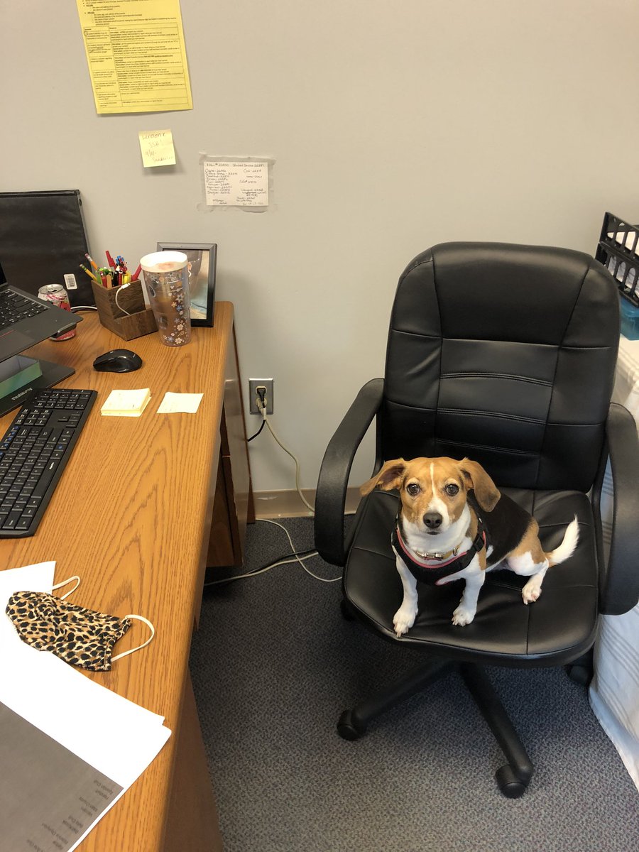 CounselorsWMS's tweet photo. 7th grade says bring a friend to class...heard ya loud and clear! @WakefieldMiddle #funfriday #bringyourdogtowork https://t.co/Tl8z52nua3