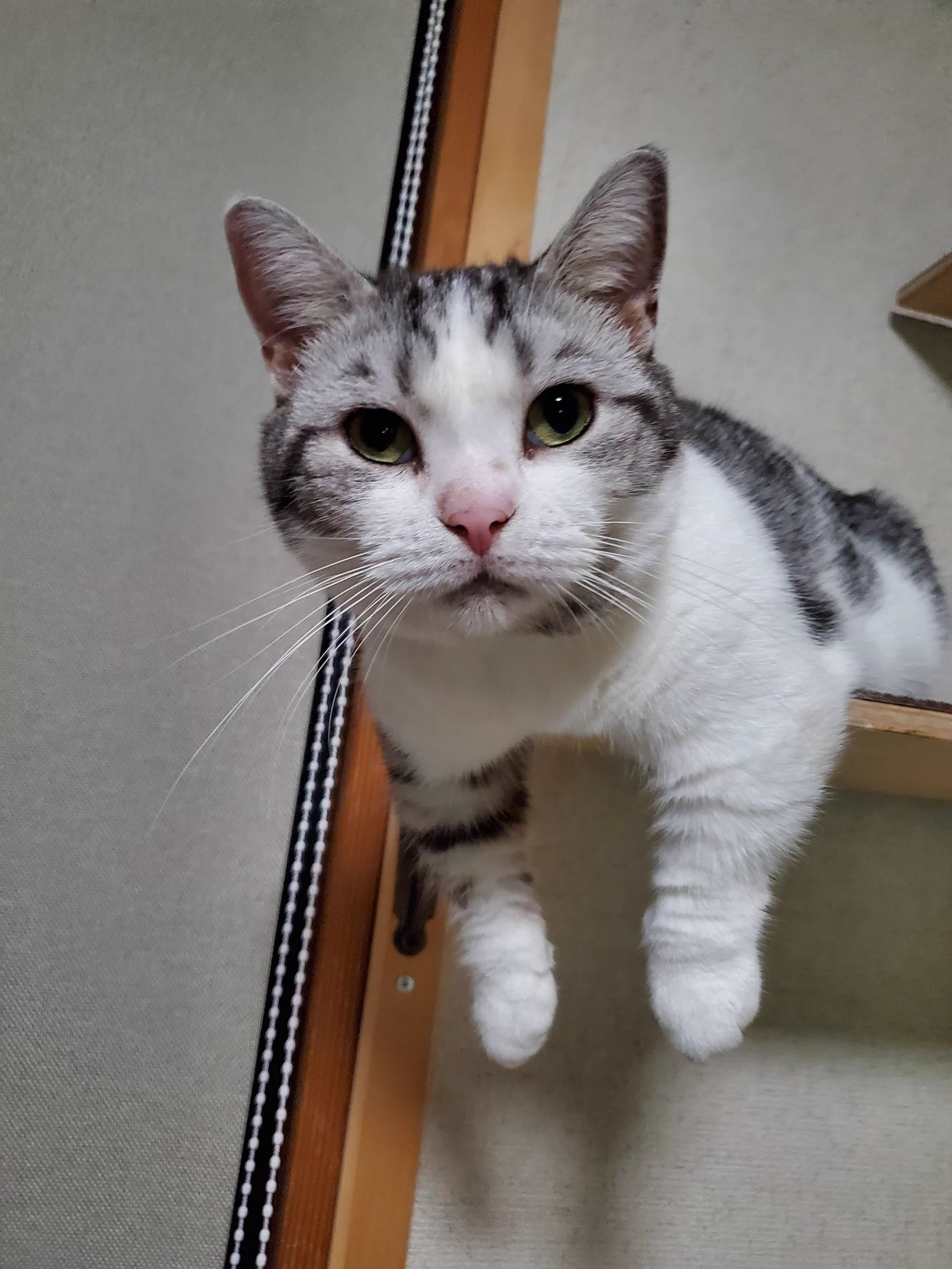 @kyuryuZ キュル毛がお供致しまする!!
うちも、お出かけ前には必ずハグしちゃうので、お供がもれなくついてきます🤭 