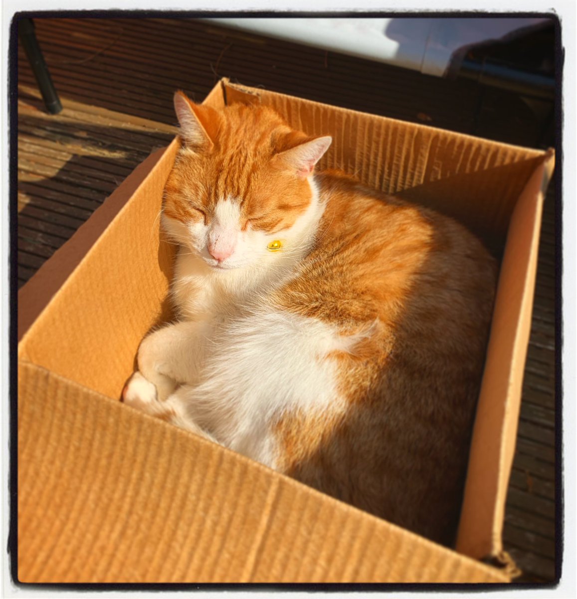 NatCBrooks's tweet photo. It’s a toasty one in the sun today! 😎🐾🐱🧡☀️
#gusgus #goose #guslington #gingerness #lovehim💙 #toasty #gettingcrispy☀️ #lovethesun☀️ #autumnsun #gingerkitten #ififitsisits https://t.co/sw5ulzBEvw