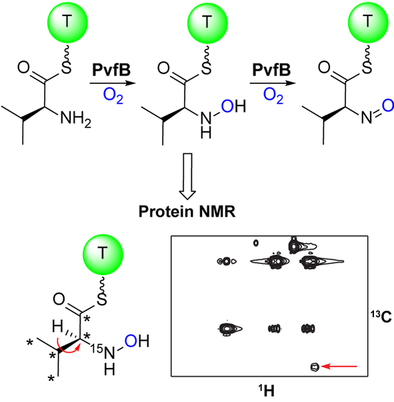 angew_chem's tweet photo. Morgan and Li from @LiLabUNC report a novel activity of the diiron N-oxygenase PvfB, which is key to the #biosynthesis of two types of N-O-bond-containing natural products. https://t.co/jUhw23zeIw https://t.co/jCgi0esWx9