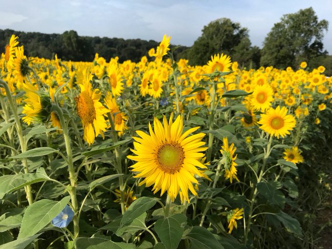 MoDNR's tweet photo. Happy Friday! It finally feels like fall outside and it's shaping up to be a beautiful day. #GetOutside and enjoy Missouri’s beautiful natural resources! #ItsAlmostFall 🍂🎃🌻 https://t.co/fu5Fw5mW58