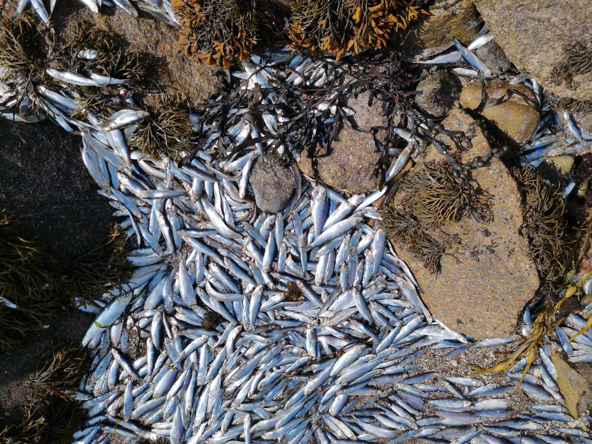 MarkJ97's tweet photo. Hello fish people #fishdetectives Any thoughts on how this school of herring(?) ended up at the top of the shore? Is this normal? Doesn't look like where bycatch would be dumped. I think the opening is a storm overflow drain. https://t.co/iIYs4LF8ET