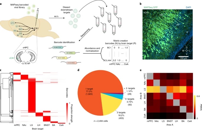 Circuit and molecular architecture of a ventral hippocampal network
go.nature.com/33CBPyC