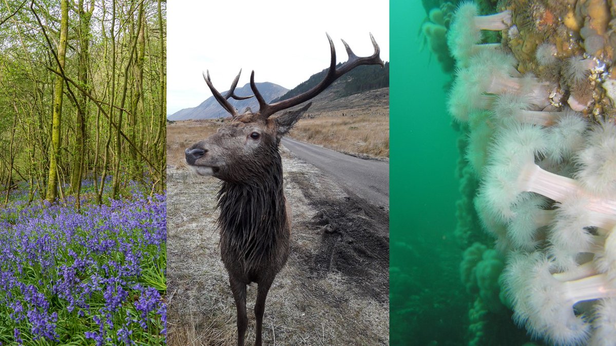 aeonacoaching's tweet photo. Join WINS Edinburgh on Biodiversity for Sustainability - https://t.co/MPRffrtdQ4 Is biodiversity a 'nice to have' or core to long term sustainability, environmental stability and innovative solutions for health, nutrition and much more? What do you think? Join in the debate. https://t.co/yt1NTWcMob