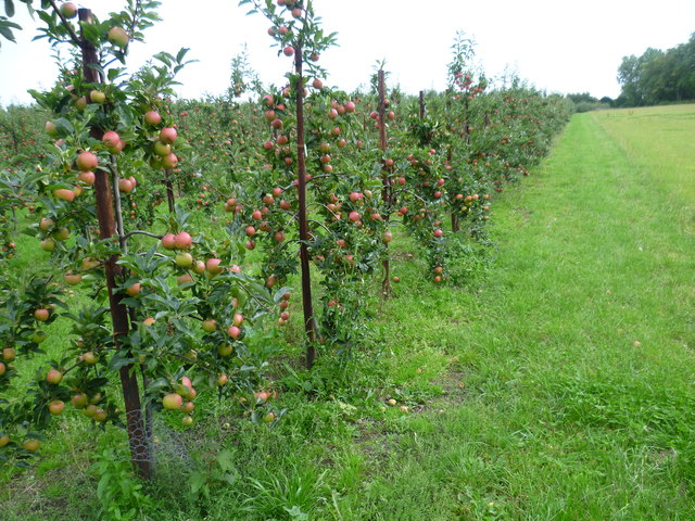 PollinateTufts's tweet photo. It's #applepicking season, which means it's time, once again, to thank (wild) #bees for our harvest! Why? Read our new post by new TPI member @FinnSylvana:
https://t.co/OvL3FjIJl5 https://t.co/dKs6iMTD7X