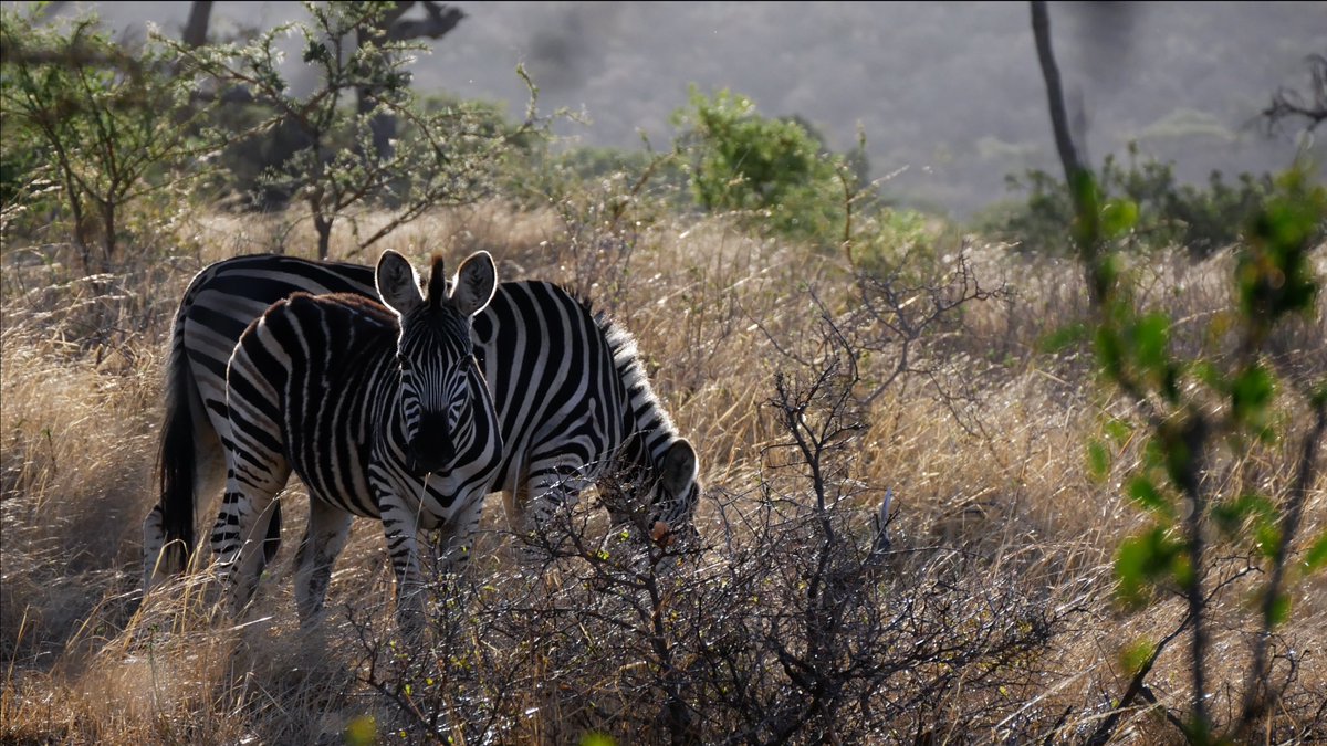 Sélection officielle des films ultra-courts du FINN 2020.
Découvrez la liste des 11 pépites de maximum 1 minute.
=> bit.ly/2RFW8Wm