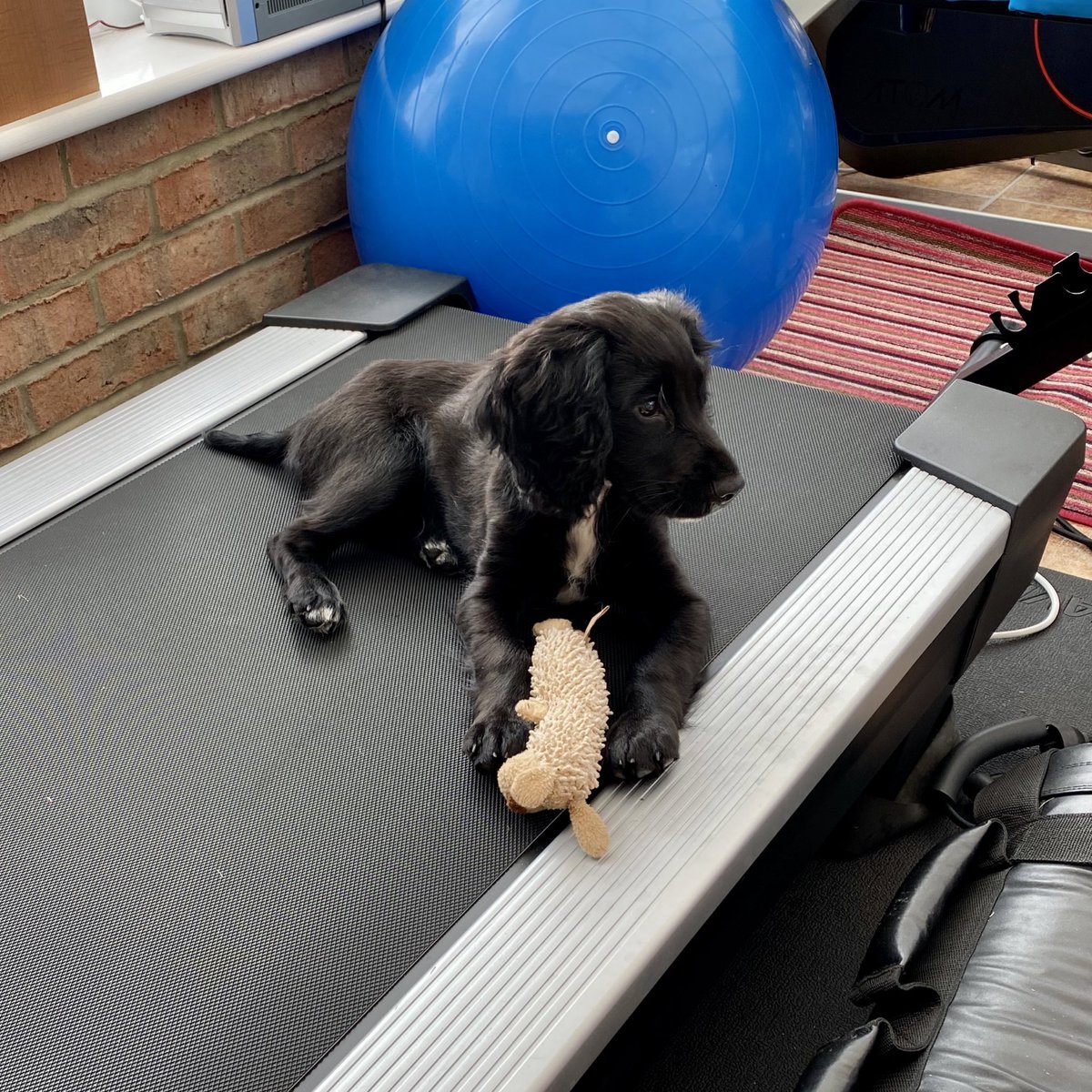 katedodds77's tweet photo. Slightly ashamed that the puppy spends more time using the treadmill for sunbathing than I do for running at the moment! #puppy #treadmill #runnernotrunning https://t.co/Ey9lUsO8lR