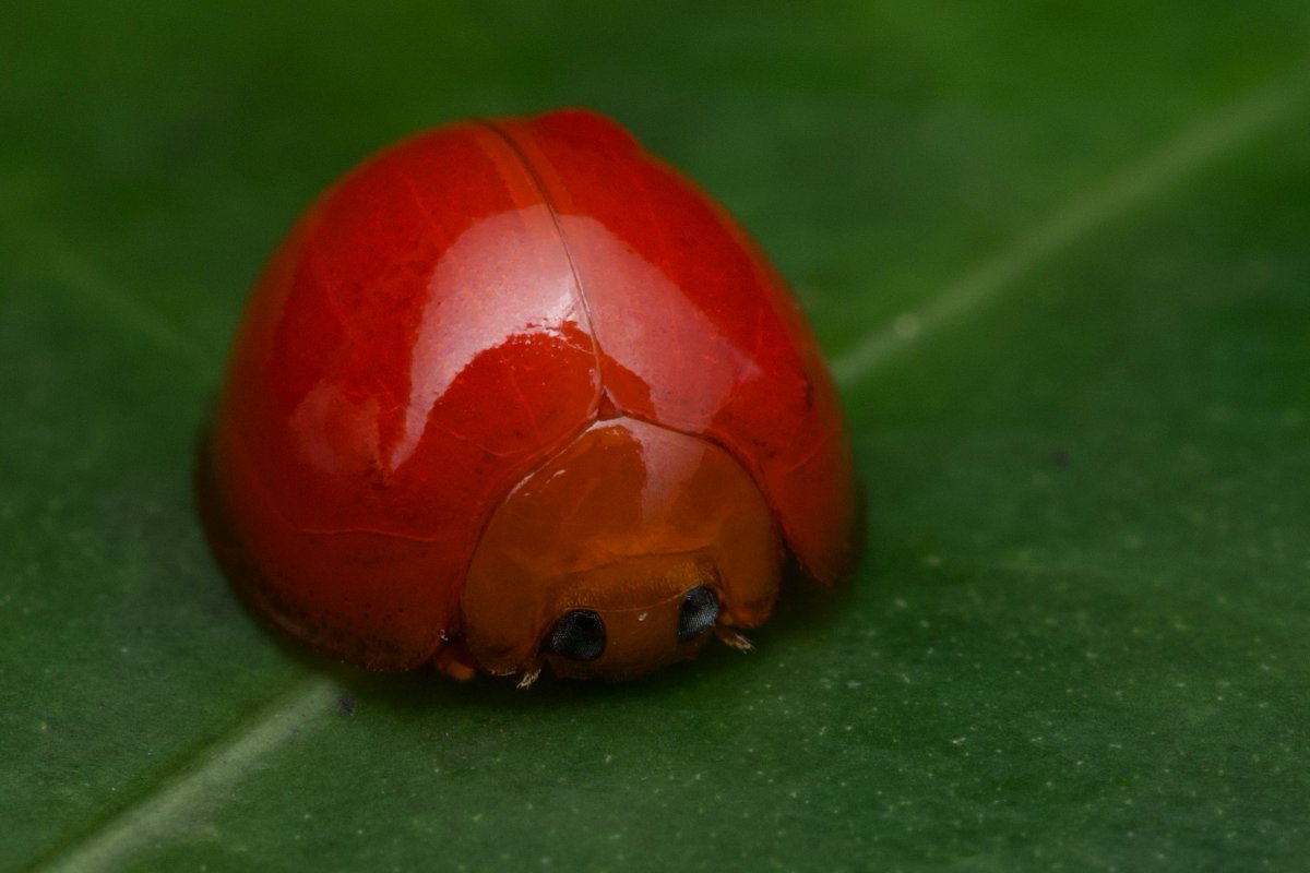 なにこれかわいい テントウムシみたいだけどなんなのかわからない謎の虫が話題に トマトかと思った おいしそう Togetter