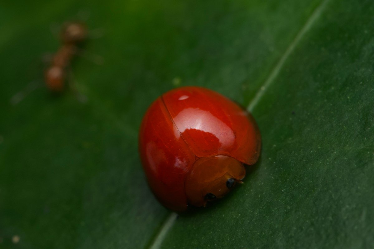 なにこれかわいい テントウムシみたいだけどなんなのかわからない謎の虫が話題に トマトかと思った おいしそう Togetter なにこれかわいい テントウムシみたいだけどなんなのかわからない謎の虫が話題に トマトかと思った おいしそう Togetter