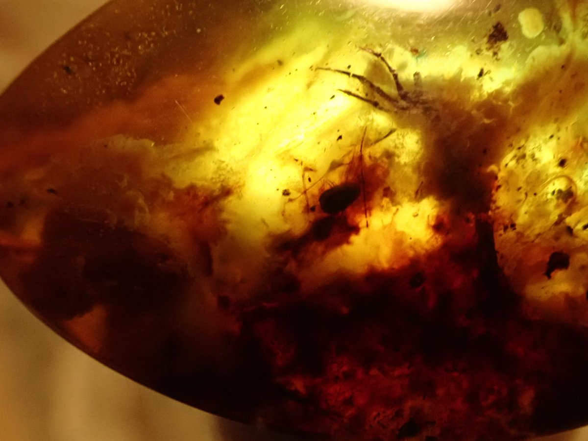 hugogill's tweet photo. Some could not see the head & beak of this lizard clearly & others could not see the chord that attaches below the wrist & holds the patagium so we provided extra illumination from behind so that it may be seen more clearly. #amber #burmite #opensourcescience #fossilfriday https://t.co/Wh2n5PZw0S