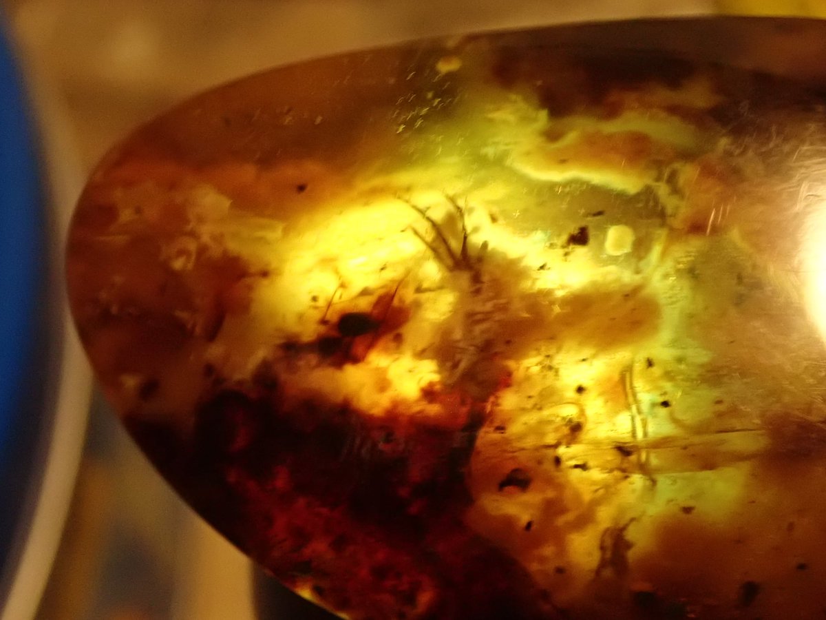 hugogill's tweet photo. Some could not see the head & beak of this lizard clearly & others could not see the chord that attaches below the wrist & holds the patagium so we provided extra illumination from behind so that it may be seen more clearly. #amber #burmite #opensourcescience #fossilfriday https://t.co/Wh2n5PZw0S