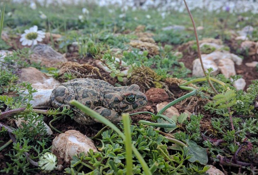 gtpgr's tweet photo. #Fraport Greece Takes Part in Rescue Campaign of #Ithakiโs Green Toad https://t.co/Srx723Lg69 #Greece #greentoad #wildlife #tourism #FraportGreece #ttot https://t.co/NuKsj498h2